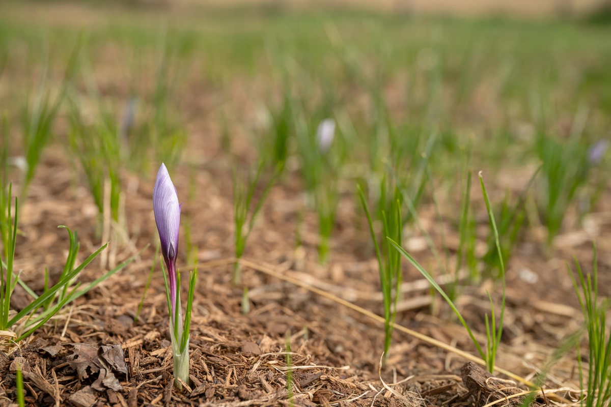Saffron plant.