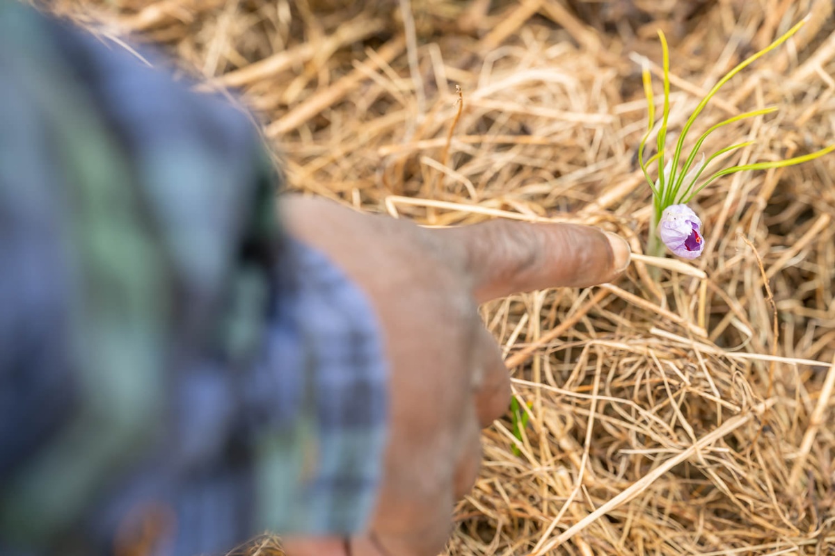 Scoping out a saffron plant.<br>