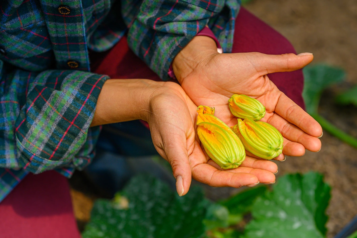Squash blossoms