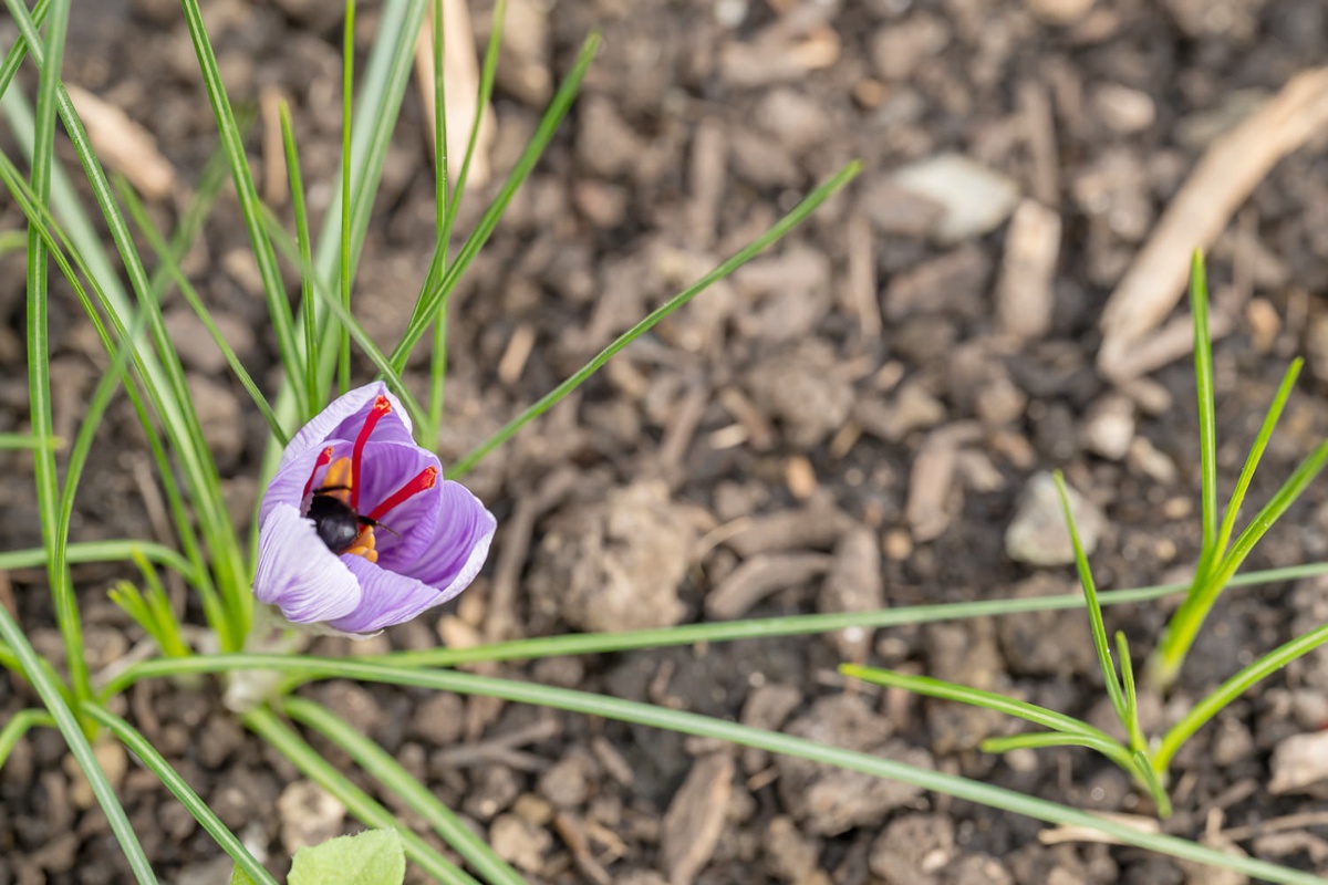 Saffron plant being visited by a bee.