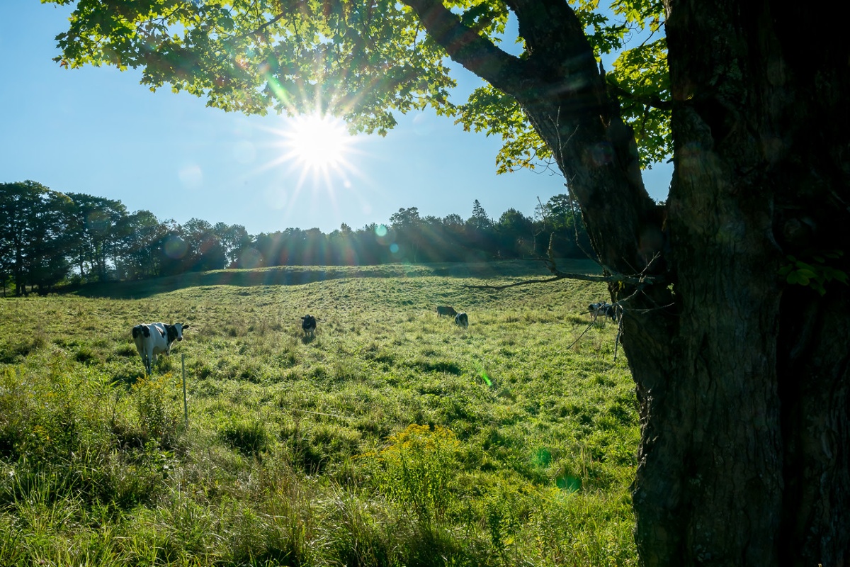 Dairy cows near Jasper Hill Farm.<br>