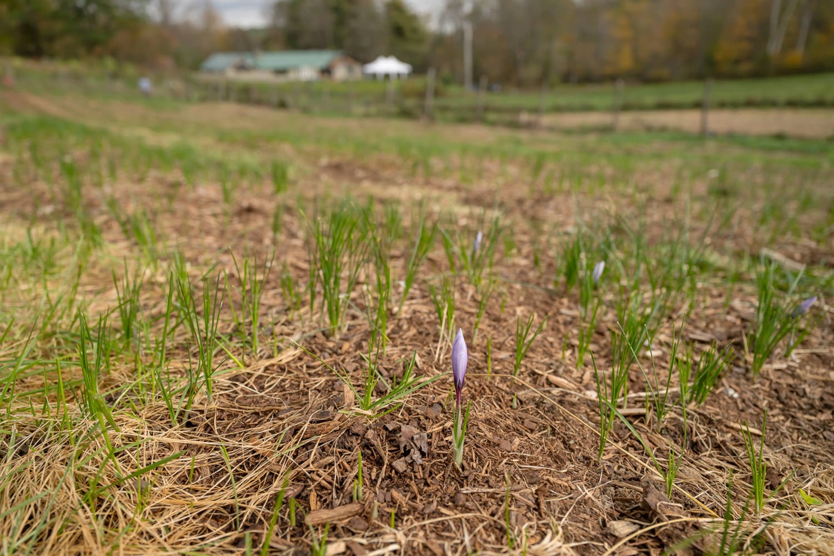 Saffron field.<br>