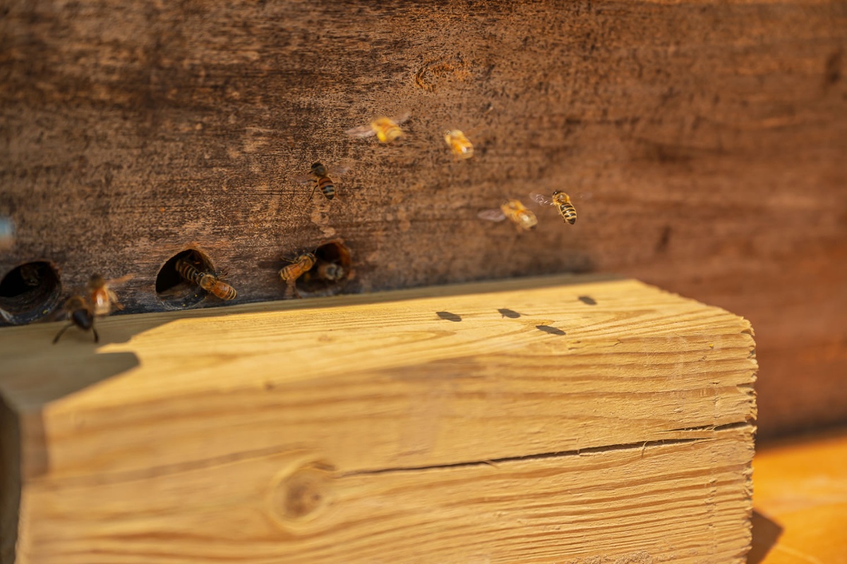 Bees
