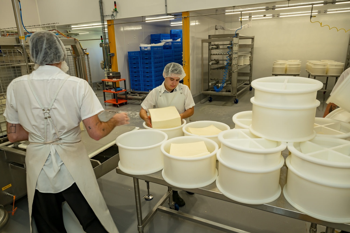 Filling cheese molds.<br>
