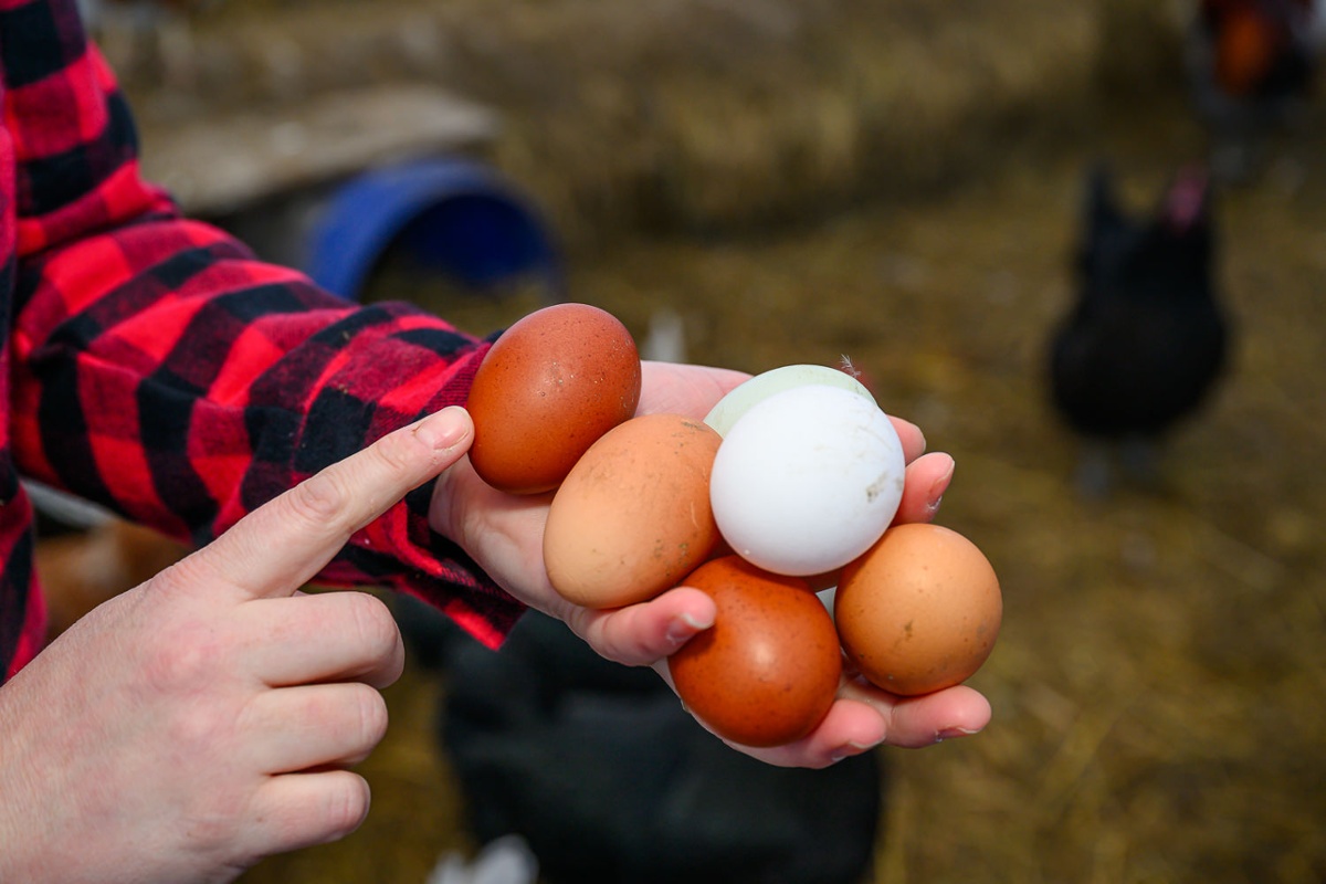 Varieties of eggs.